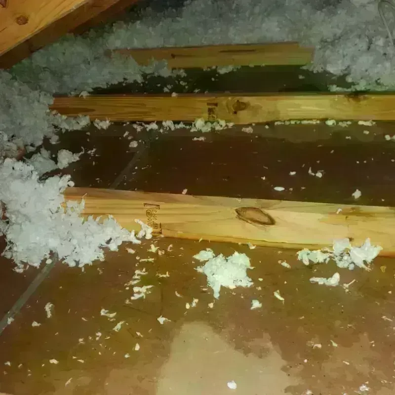 Best Attic Water Damage Service in Phillips County, MT